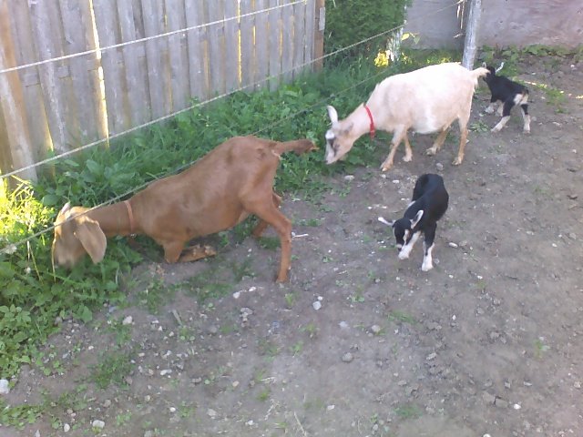 4 goats in Angels run 09-13-08_1824[1]